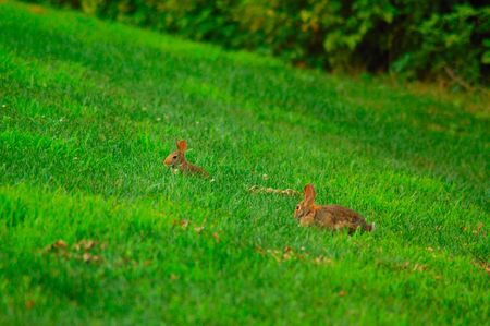 Rabbits in fieldの写真素材