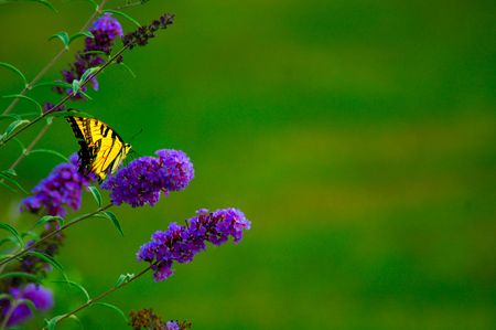 Butterfly on flowerの写真素材