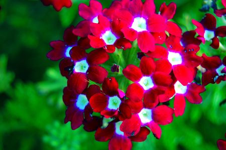 Vibrant red white and green flowerの写真素材