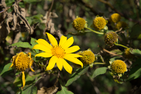 Mexican sunflowers.の写真素材