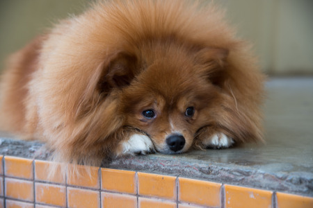Fluffy brown dogの写真素材