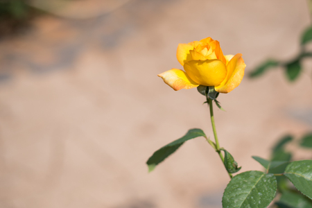 Yellow roseの写真素材