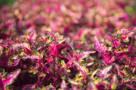 Purple tree tops for background or wallpaperの写真素材