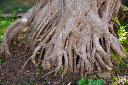 Root tree