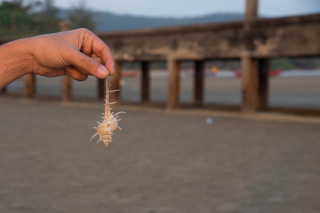 Shellfish from beach on hand.の写真素材