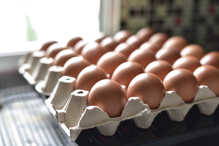 Close up Chicken eggs in paper pit trayの写真素材