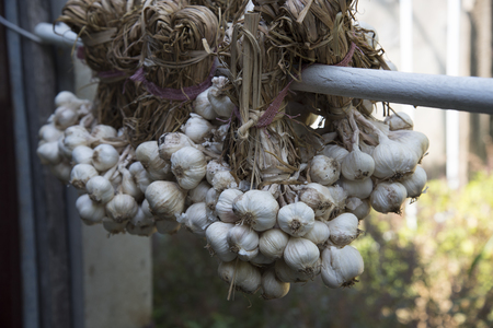 Raw garlic cookingの写真素材