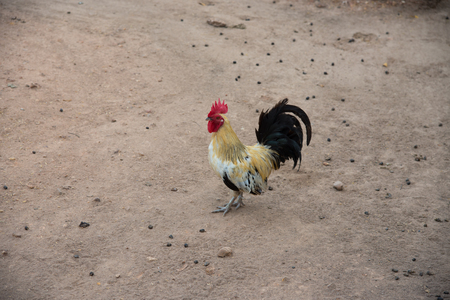 Rooster standing on floorの写真素材