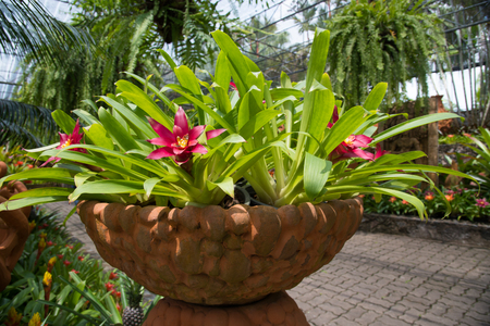 Pine apple tree flower in clay potの写真素材