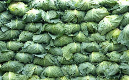 Group of cabbages stack, background