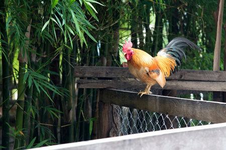 Roosterの写真素材
