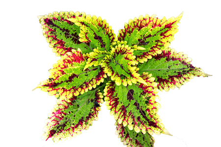 Colorful leaves isolated on white backgroundの写真素材