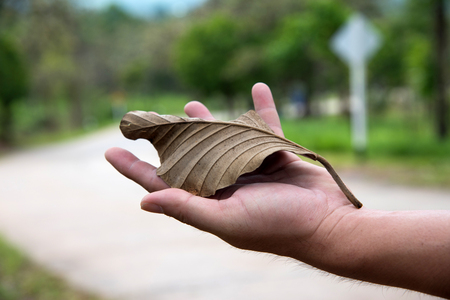 Dry leave on my handの写真素材