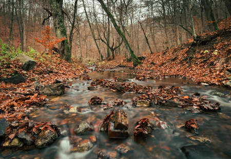 Beautiful stream (creek) with stones and orange leafs on foreground in dark and moody forest - autumn time. Small river in deep forest streaming throught the valley - without folliage.の写真素材