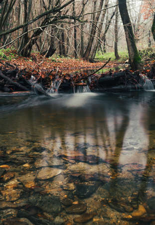 Beautiful stream (creek) with stones and orange leafs on foreground in dark and moody forest - autumn time. Small river in deep forest streaming throught the valley - without folliage.の写真素材