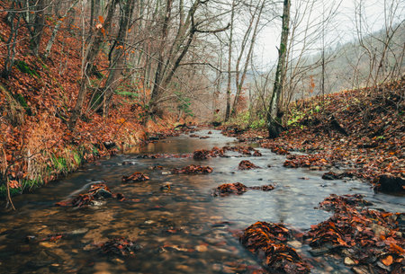 Beautiful stream (creek) with stones and orange leafs on foreground in dark and moody forest - autumn time. Small river in deep forest streaming throught the valley - without folliage.の写真素材