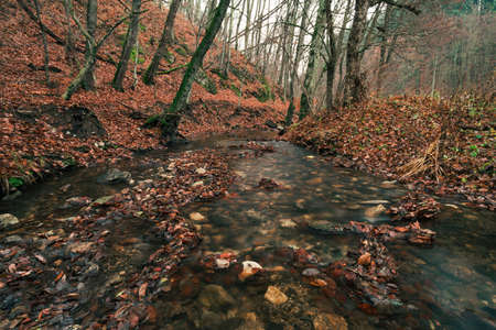 Beautiful stream (creek) with stones and orange leafs on foreground in dark and moody forest - autumn time. Small river in deep forest streaming throught the valley - without folliage.の写真素材