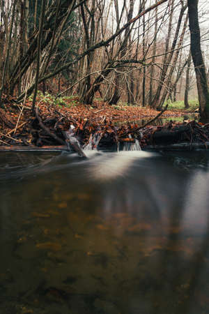 Beautiful stream (creek) with stones and orange leafs on foreground in dark and moody forest - autumn time. Small river in deep forest streaming throught the valley - without folliage.の写真素材