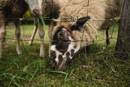 Close up portrait of beautiful and cute white sheep standing on the green meadow near the forest (free range) and posing to camera. Sheep is feeding on the meadow with fence in autumn time.の写真素材