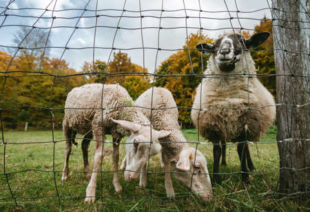 Portrait of beautiful and cute white sheeps standing on the green meadow near the forest (free range) and posing to camera. Sheeps are feeding on the meadow with fence in autumn time.の写真素材