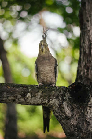 Portrait of parrot (Cockatiel) sitting on the tree branch in forest - green background.の写真素材