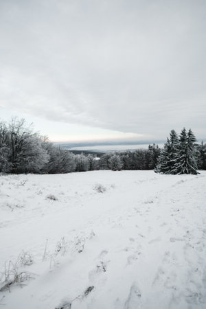 Winter snow covered landscape with long white trees. Idylic scenery of frozen and cold forest in winter time.の写真素材