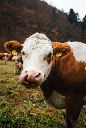 Herd of beautiful cows on the pasture near the forest in moody and dark weather. Brown cows on the green pasture at evening - fall time. Portrait of cattle - farming concept.の写真素材