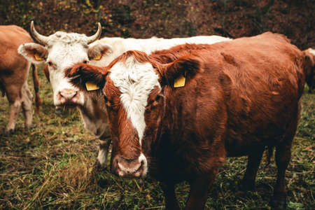 Herd of beautiful cows on the pasture near the forest in moody and dark weather. Brown cows on the green pasture at evening - fall time. Portrait of cattle - farming concept.の写真素材