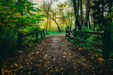 Wooden brown bridge covered of yellow and orange leafs with beautiful green trees in park - Slovakia, Europe. Autumn scenery  in forest. Sunset in park in fall - dark, moody photo.の写真素材