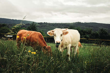 Young beautiful brown and white cows with cute faces looking and posing to camera on meadow with hills on background. Portrait of two cows feeding on the grass (field) - free range breeding.の写真素材