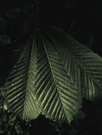 Vertical folk and moody photo of green Buckeye (chestnut) leafs with water drops after rain in...