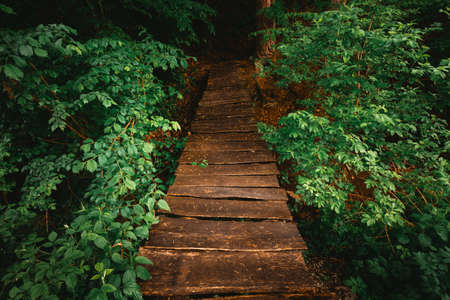 Landscape photo of wooden bridge over the forest stream on rainy day. Beautiful dark and moody scenic pov view on old wooden bridge crossing the river - moody and folk toned photo. Jungle bridge.の写真素材