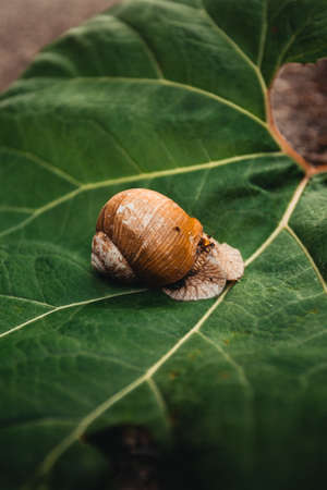 Image - Snail shell on the soil in forest with greenery on background on sunset with grass on background.  Close up photo of Helix Pomatia snail in forest on leaf with shell (protection) .の写真素材