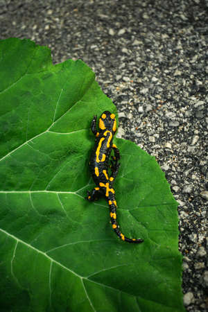 Dark and moody photo of Fire Salamander with beautiful yellow-orange spots on the green leaf. Folk green toned image of fire salamander walking on the road with big leaf on background.の写真素材