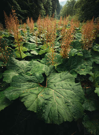 Beautiful big and large leafs of Burdock after rain in nature (forest meadow). Photo of amazing great green Burdock (Arctium lappa) - dark and moody toned photo. Landscape shot of leafs and forest.の写真素材