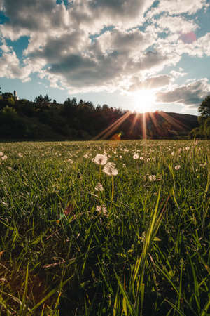 Beautiful and scenic meadow with green grass and awesome dandelions on background - photo on sunset....
