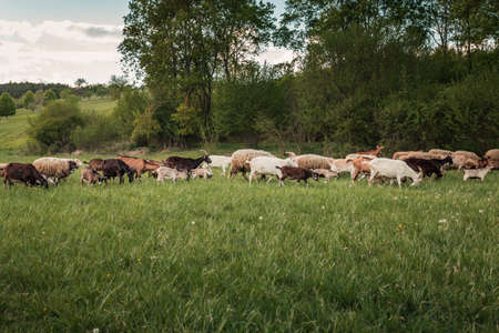 Flock of sheeps,goats and small lambs feeding on the meadow with green grass and forest on background. Group of livestock (farm) animals in springtime.の写真素材