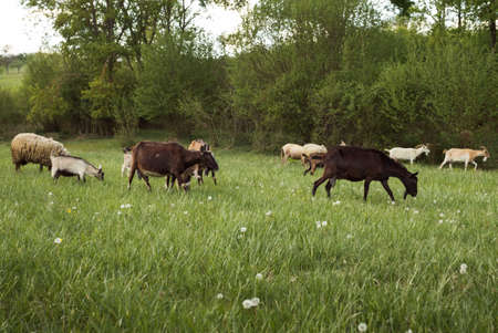Flock of sheeps,goats and small lambs feeding on the meadow with green grass and forest on background. Group of livestock (farm) animals in springtime.の写真素材