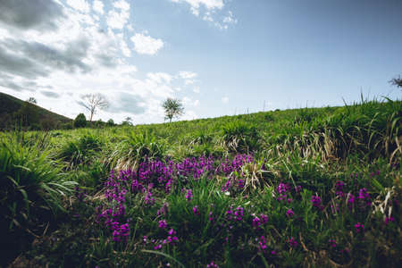 Blooming purple field flowers and plants on the green meadow with blue cloudy sky - tree on background. Beautiful view of violet flowers on hillside with perfect landscape on background.の写真素材