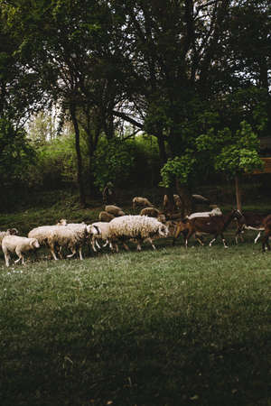 Flock of sheeps,goats and small lambs feeding on the meadow with green grass and forest on background. Group of livestock (farm) animals in springtime.の写真素材
