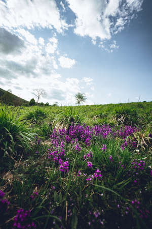 Blooming purple field flowers and plants on the green meadow with blue cloudy sky - tree on background. Beautiful view of violet flowers on hillside with perfect landscape on background.の写真素材