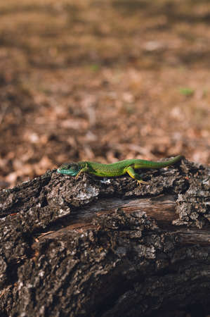 Portrait of green sand lizard (Lacerta Agilis) sunbathing on the wood. Beautiful and colorful sand lizard relaxing on the sun on sunset (nature on background).の写真素材