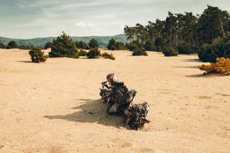 Photo of dry desert with deadwood and footsteps on foreground with dramatic and moody sky on background. Forest near the desert with dunes and cloudy sky. - natural light photo.の写真素材