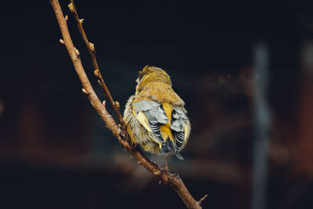 Close up of Yellowhammer (Emberiza citrinella) is sitting on the branch - photo with dark black background. Portrait of yellowhammer standing and singing on the tree - natural light (evening photo).の写真素材