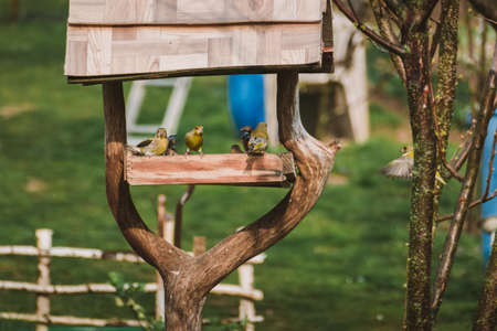 Group of birds is feeding and flying around the birdhouse in springtime. Hawfinch and European Greenfinch feeding and fighting in bird feeder in garden.の写真素材
