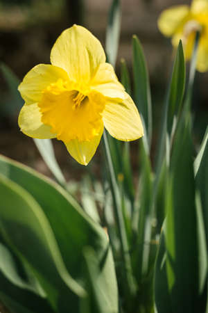 Vertical - Close up photo of beautiful and yellow  daffodil on sunny day. Illuminated narcissus flower in the garden. Daffodil in springtime.の写真素材