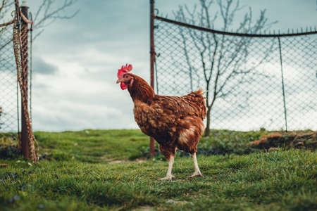 Free range breeding - Portrait of illuminated hen (new hampshire hen) standing in front of the fence on green grass with cloudy dark blue sky on background.の写真素材