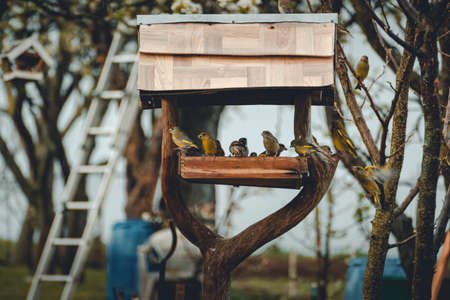 Group of birds is feeding and flying around the birdhouse in springtime. Hawfinch and European Greenfinch feeding and fighting in bird feeder in garden.の写真素材
