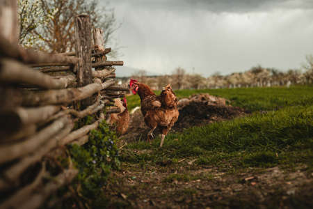 Free range breeding - Portrait of illuminated hen (new hampshire hen) standing next to the wooden fence on green grass with cloudy dark blue sky on background. Hen in front of the compost heap.の写真素材