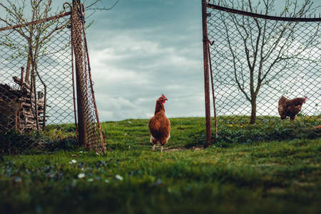 Free range breeding - Portrait of illuminated hen (new hampshire hen) standing in front of the fence on green grass with cloudy dark blue sky on background.の写真素材